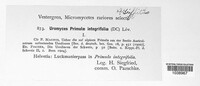 Puccinia primulae image